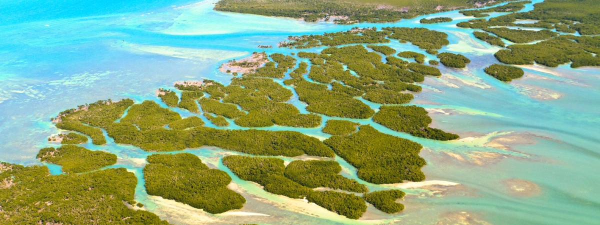 Mangrove Islands